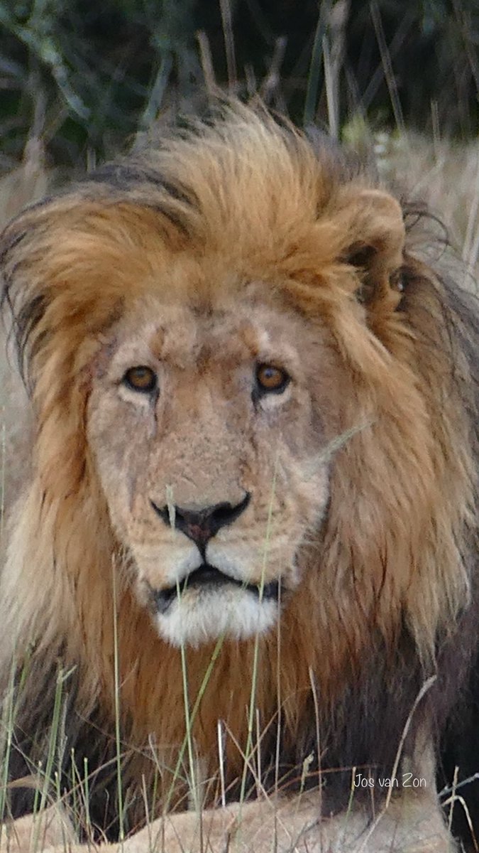 JosVanZon's tweet photo. #goedemorgen
Waar denken jullie aan bij het thema #wild β¦β¦@jolandabrwrβ© #camer_a_pril
Fijne dinsdag π
Leeuw in zijn natuurlijke habitat π¦ #GrootWild #Big5 #Leeuw #Wild πΎπΎπ¦ https://t.co/qhMWmeN1OL