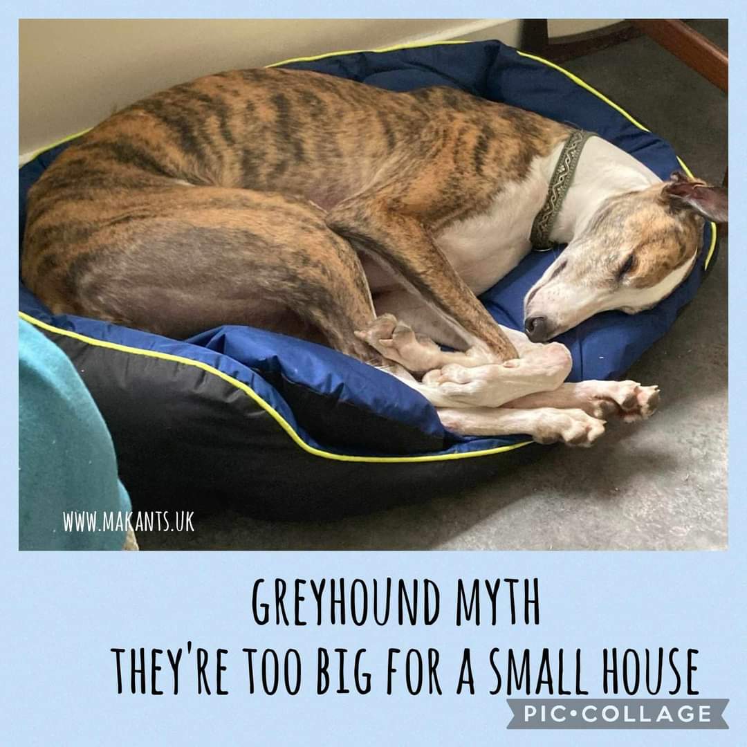 🌟APRIL IS ADOPT A GREYHOUND MONTH🌟 Greyhounds do range in size with females generally being smaller. FLASH can make himself smaller if the bed calls for it! @MakantsGreys