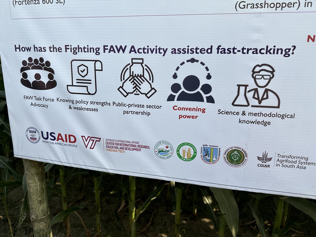 Sieg_SAS's tweet photo. #options for farmers! Rapid response to pests happening now. Crop animal beneficial interactions thru PPP to harness tiny animals beneficials for fall army worm control! Grazing stubble! #Bangladesh leads the way in circular economy farming and IPM #BWMRI @cimmyt @USAID https://t.co/O9ybqroDRH