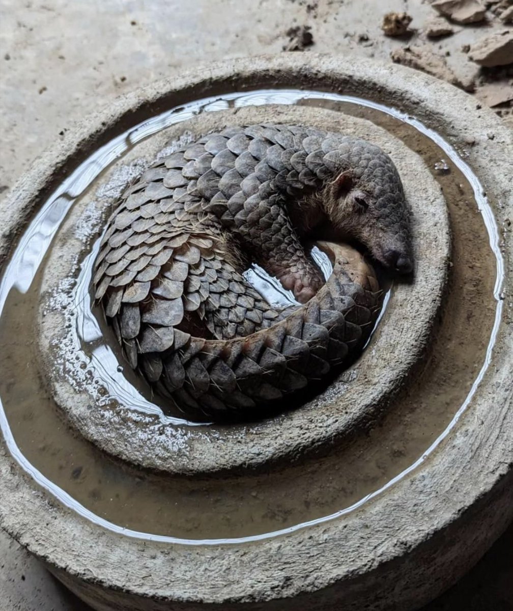 Souvie's tweet image. omg it’s been so hot that one of the pangolins at my local nature conservancy took a nap in the water bowl 🥹