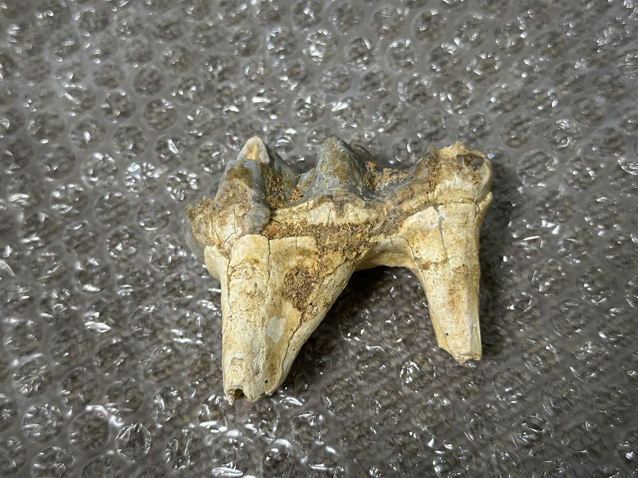 東京化石クラブ（東京の化石と砂金収集） on X: 