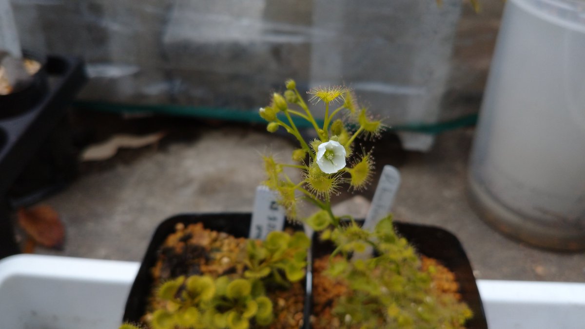 Drosera hookeri

#Drosera #carnivorousplants #sundew