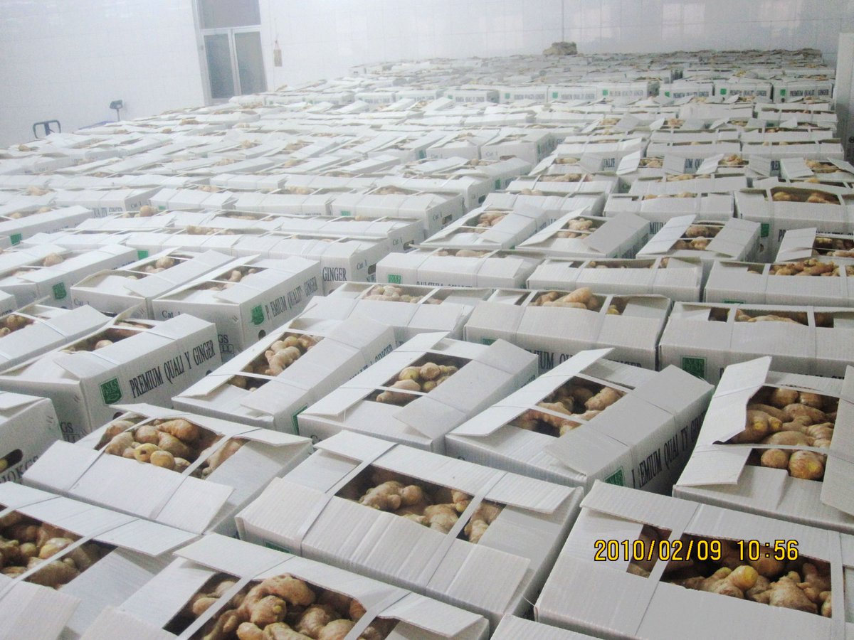 Pearlof_Africa's tweet image. GINGER PLANTING REQUIREMENTS:

1. To plant 1 acre of Ginger you need 900Kgs to 1000kgs of Ginger Rhizomes, and the current price for Ginger planting materials per Kg is 3,000Shs (as of 10TH JULY 2023), therefore you will need 3,150,000Ug shs per acre.

2. Planting labour is…