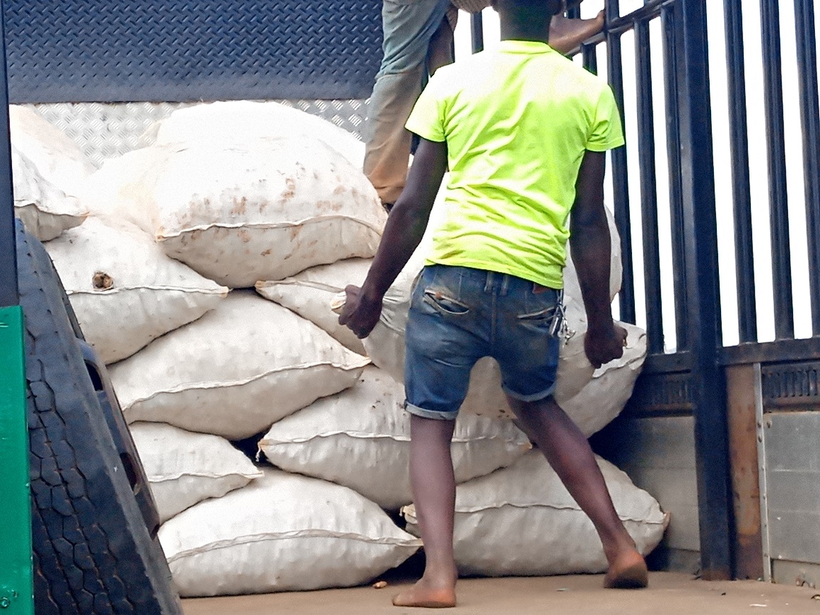 Pearlof_Africa's tweet image. GINGER PLANTING REQUIREMENTS:

1. To plant 1 acre of Ginger you need 900Kgs to 1000kgs of Ginger Rhizomes, and the current price for Ginger planting materials per Kg is 3,000Shs (as of 10TH JULY 2023), therefore you will need 3,150,000Ug shs per acre.

2. Planting labour is…