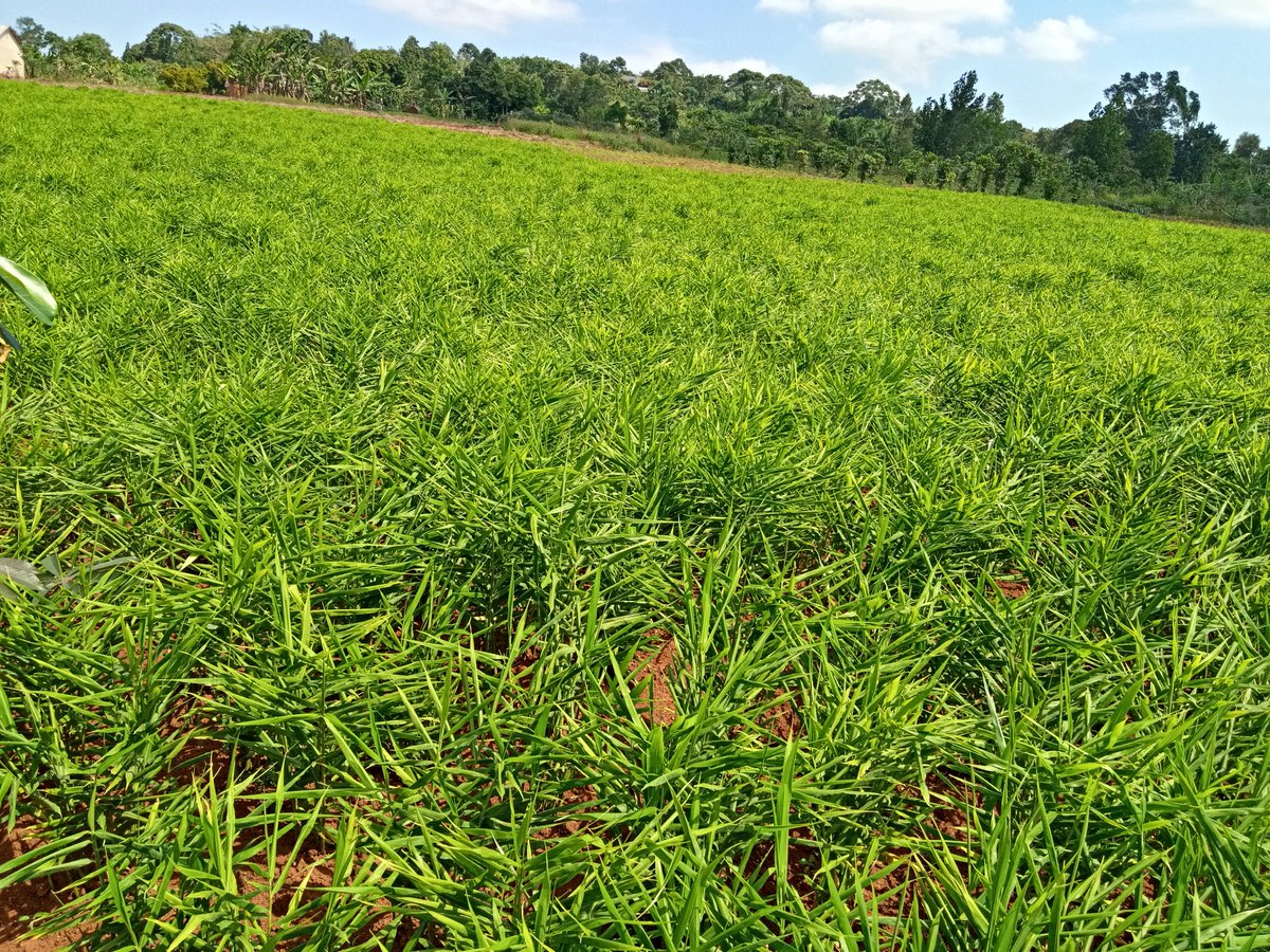Pearlof_Africa's tweet image. GINGER PLANTING REQUIREMENTS:

1. To plant 1 acre of Ginger you need 900Kgs to 1000kgs of Ginger Rhizomes, and the current price for Ginger planting materials per Kg is 3,000Shs (as of 10TH JULY 2023), therefore you will need 3,150,000Ug shs per acre.

2. Planting labour is…