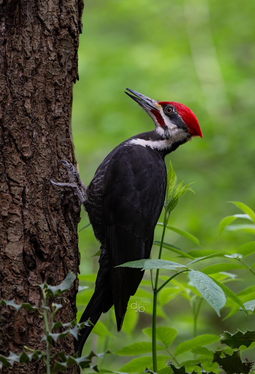 Pileated woodpecker Apr 15 2024 #birdphotography #birdsoftwitter #BritishColumbia #BirdTwitter #NaturePhotography #TwitterNaturePhotography #nikonphotography #TwitterNatureCommunity #wildlifephotography