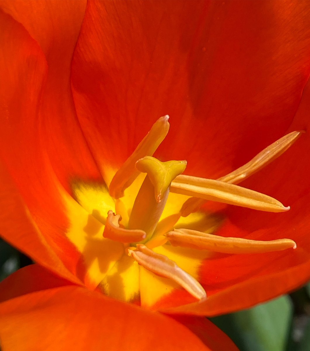 Something beautiful for this day: Tulip, Yakima, Washington (April 2024).