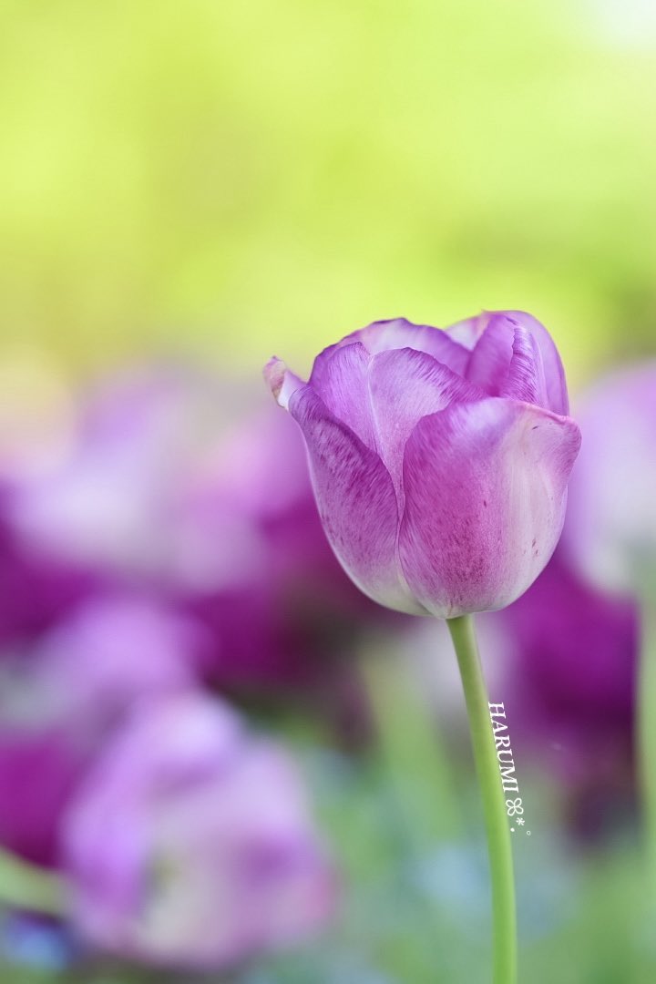 こんにちは☺️
風が思いのほか強いです💦

そんな今日は...チューリップを🌷

チュリコ🌷可愛い😍

#チューリップ
#TULIPS
#花が好き
#花の写真 
#花の写真を撮るのが好き
#花が好きな人と繋がりたい
#TLを花でいっぱいにしよう
#キリトリセカイ
#ファインダー越しの私の世界