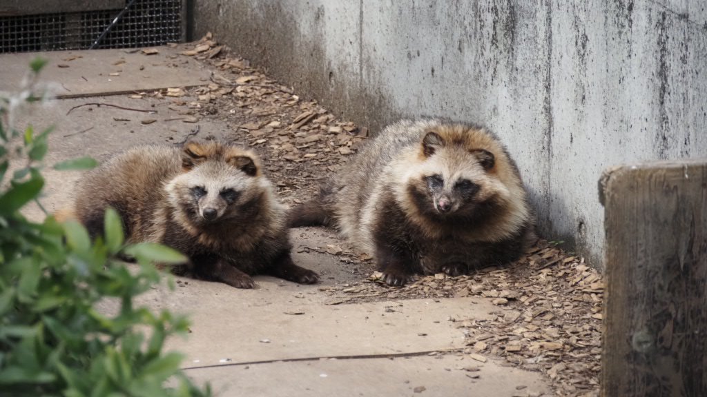 なんだなんだ？なたぬき達 #ホンドタヌキ #東山動植物園 2024.4 大きい
