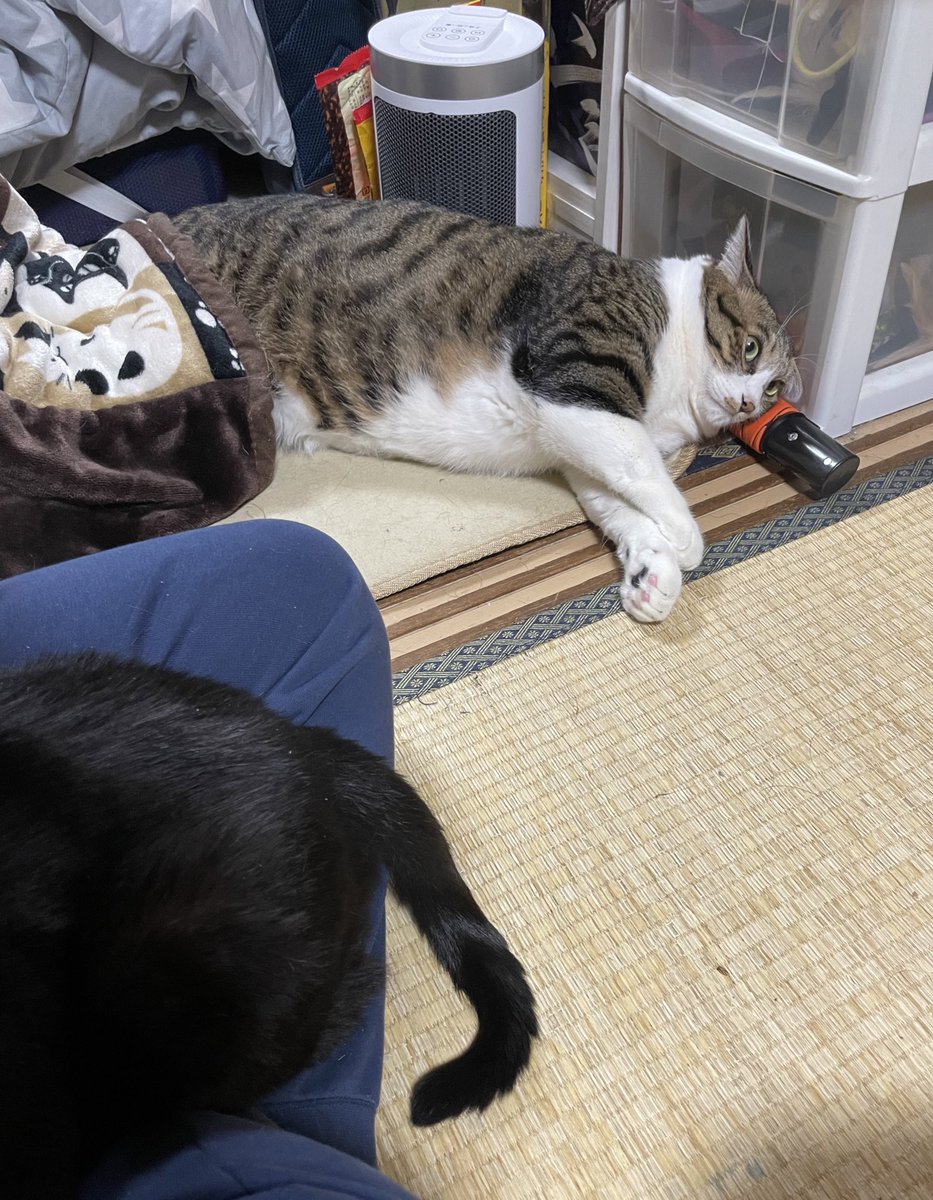 wacci06's tweet photo. ラズの毛で出来た何か❤️
#猫のいる暮し 
#ふわもち猫
#猫 https://t.co/Dl2vDYI2EJ