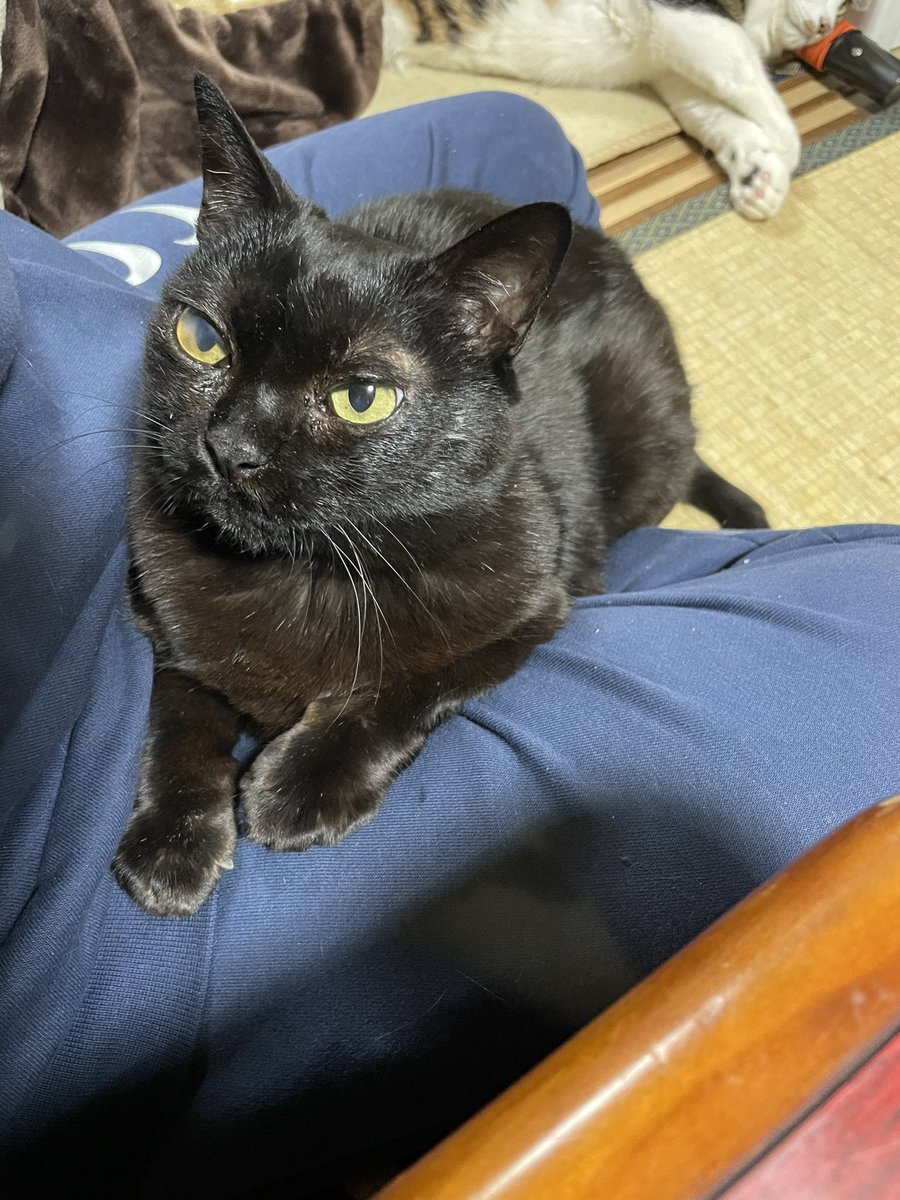 wacci06's tweet photo. 甘えるのが上手で、読んだら返事もしてくれるし、顔にス���スリペロペロもしてくれて、お膝の上も大好きなクロは、何気に結構辛辣な時がある😍
#猫のいる暮し 
#黒猫
#猫 https://t.co/crqgnMCMBY