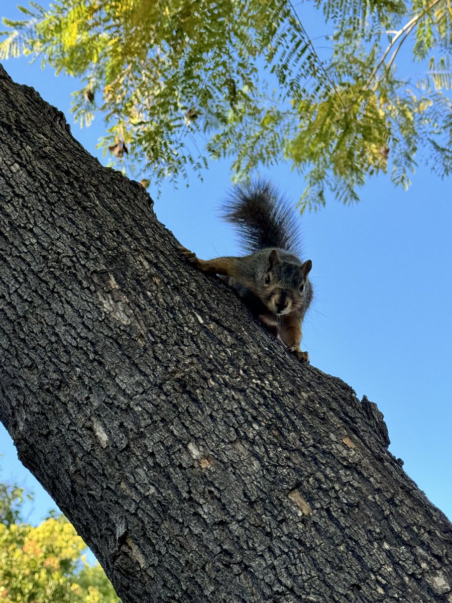 The squirrels in my area have been going nuts recently