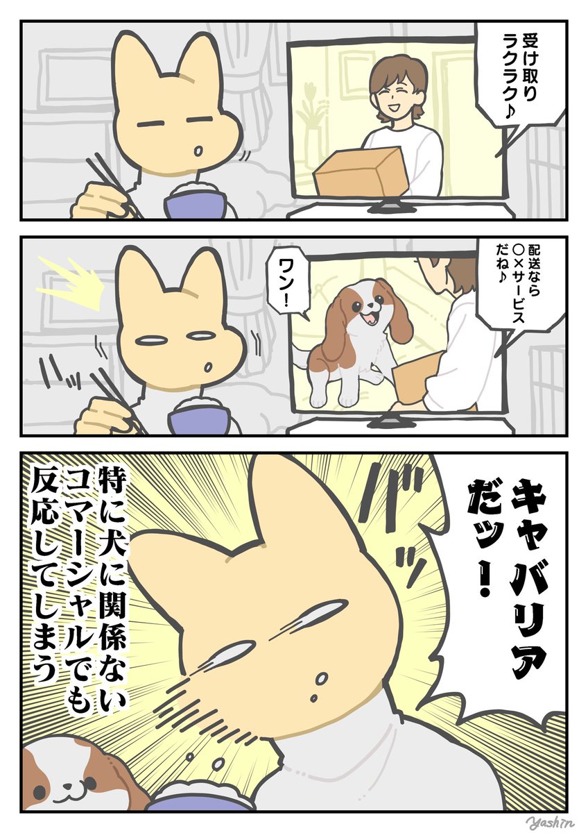 愛犬と同じ種類の犬がテレビに出てるとものすごい勢いで反応してしまう 