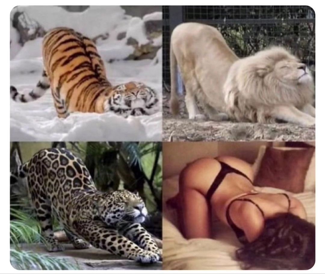 Es increíble como los animales más peligrosos del mundo tienen los mismos movimientos