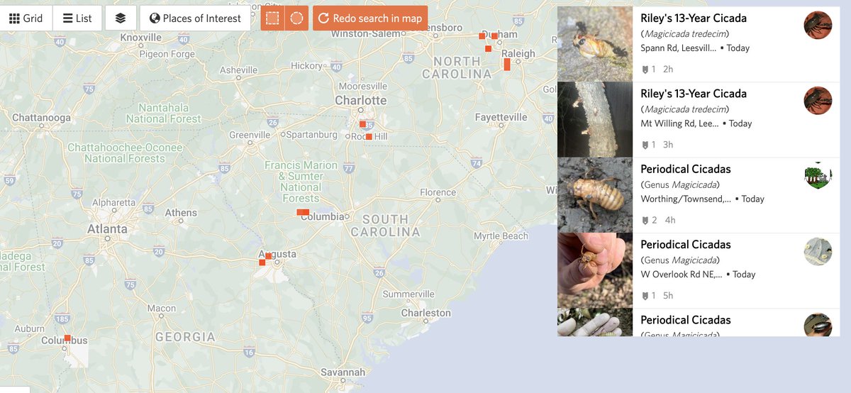 Brood XIX sites along the east coast 'fall line' are seeing the start of the emergence. With temps in the 80s until the weekend, it's time to check for cicadas in those areas. inaturalist.org/observations?c… #cicadas #BroodXIX