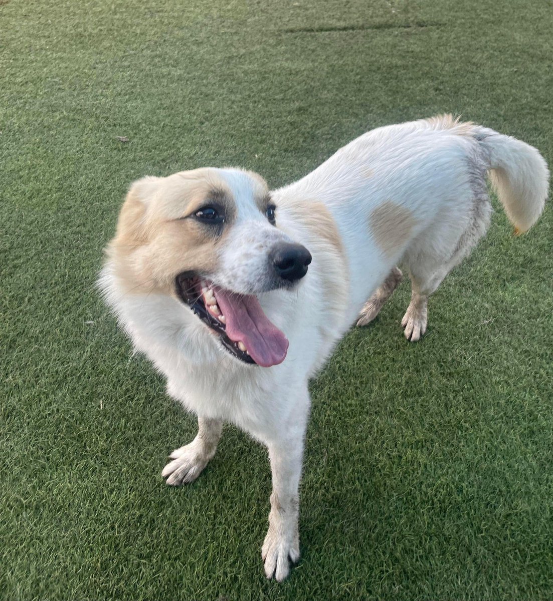 🆘🐶TBK 4/19 #DallasTX #dogsoftwitter Puddin Boy #A1206467 1 yr 7 mo Social w 🐕🧑‍🤝‍🧑Shy, sweet needs ❤️🏡 OUT OF STATE ADOPTIONS! Mikes chance animal rescue Allen, TX Adopt DASAdopt@dallas.gov. Foster DASFoster@dallas.gov. Rescue DASRescue@dallas.gov.