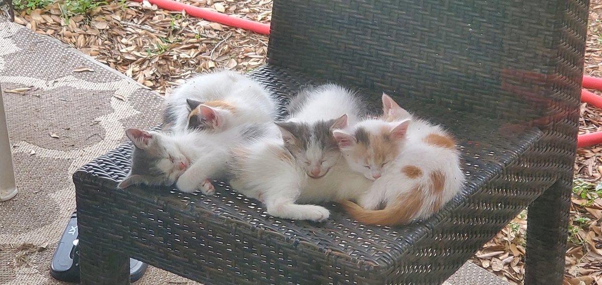 Mail call today with the new <a href="/eyeclickeye/">👁‍🗨📲</a> 👁📲 vinyl from <a href="/KatsKillRecords/">KATS KILL RECORDS</a> ! Went to the music room to open it, only to find the package from <a href="/100pelectronica/">100% Electronica™</a> with the three pack of <a href="/ddsnuwrld/">death's dynamic shroud</a> records! Bonus: sleepy baby cat pic. All I do is win win win!