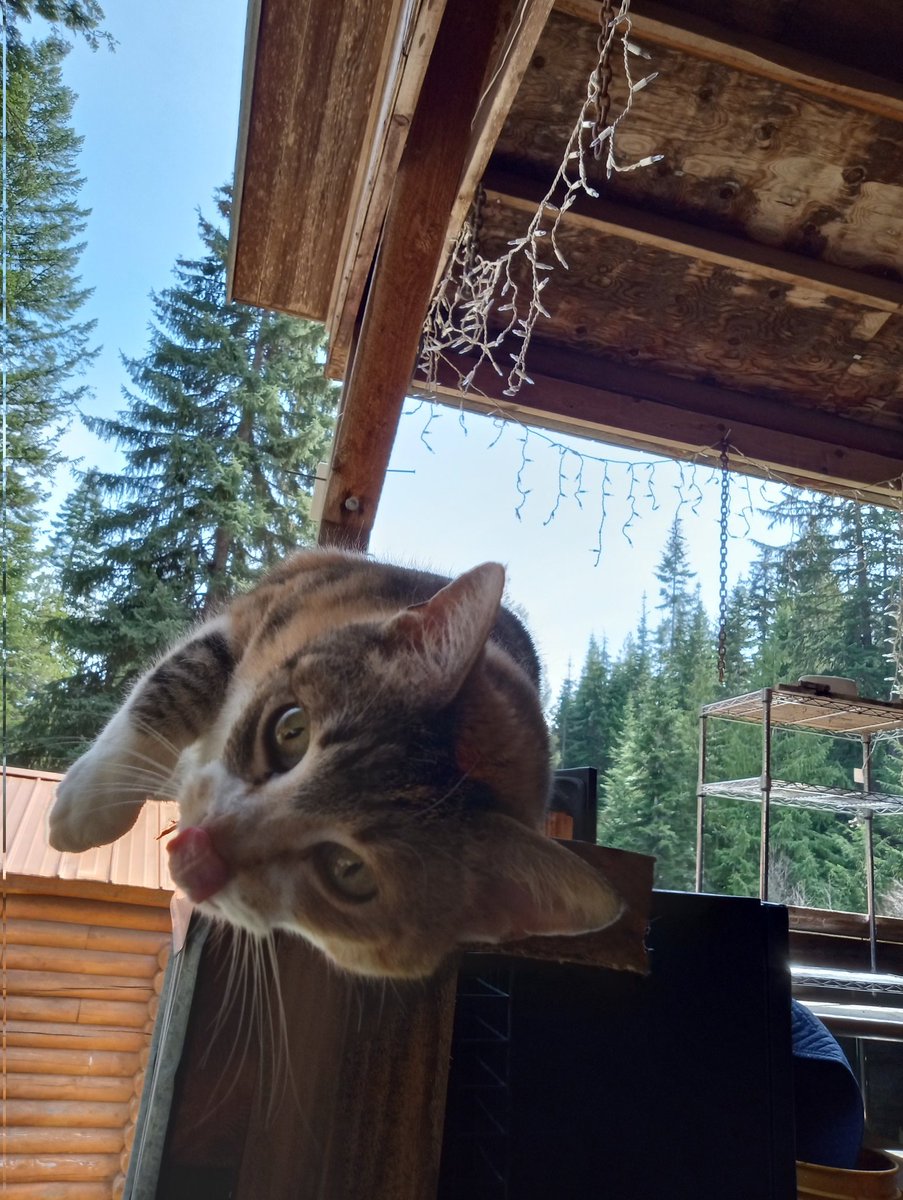 Day 4 of my 100 day challenge!

Cat pics.