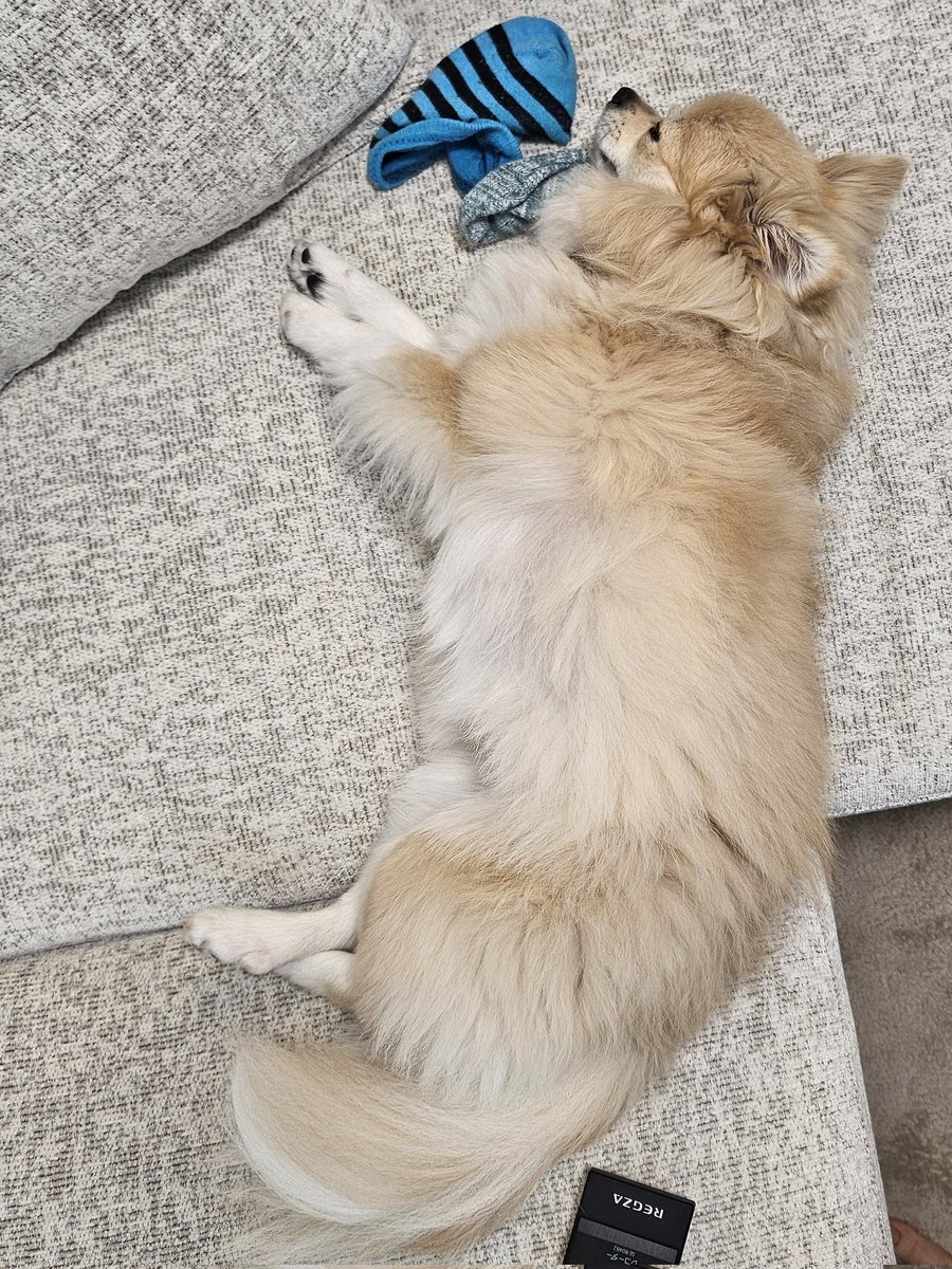 靴下まくらにして寝てる
#犬 #いぬのいる暮らし