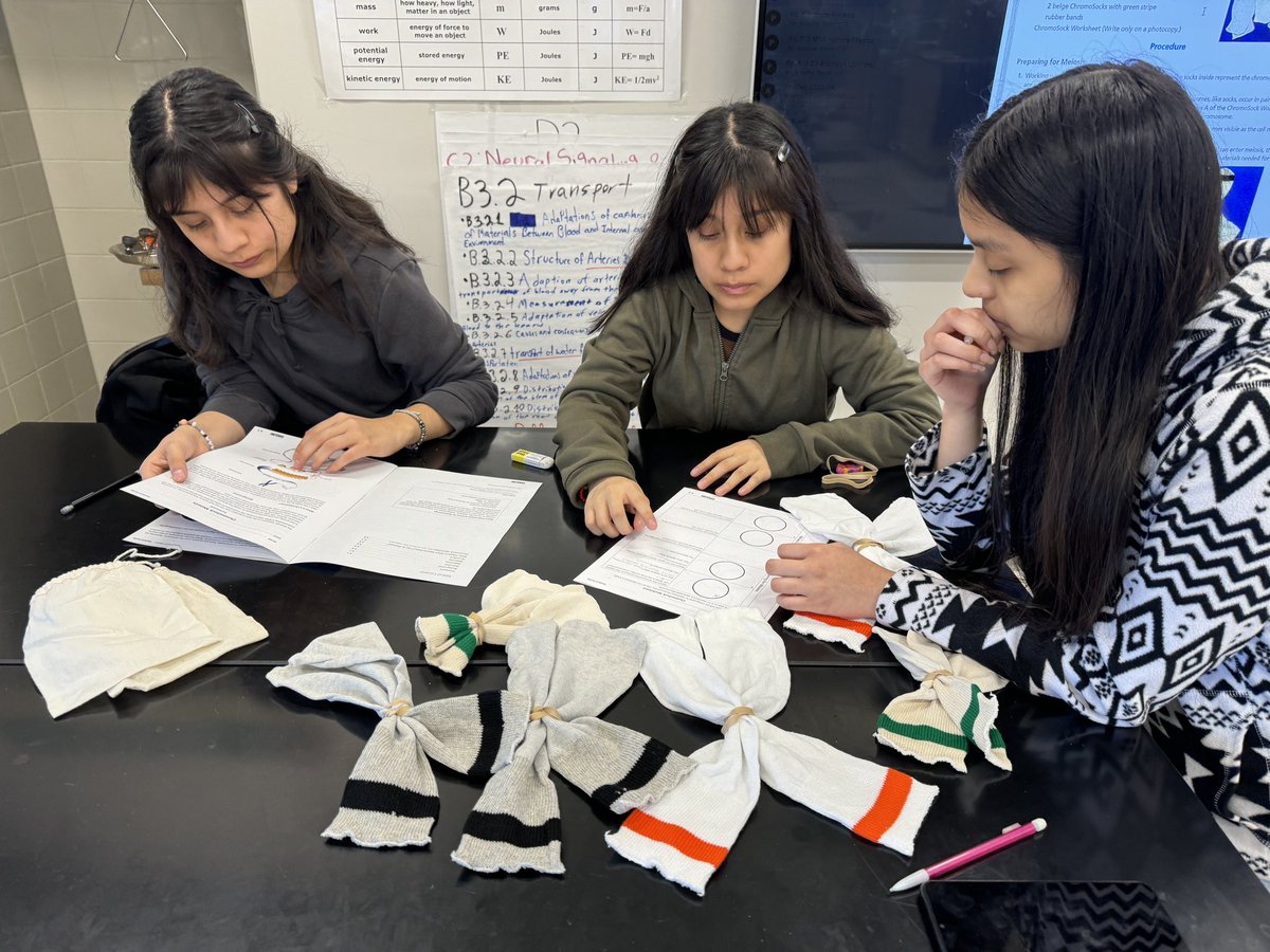 MrArsenie's tweet image. My @CarlSchurzHS #ibbio seniors exploring #meiosis with ChromoSocks!