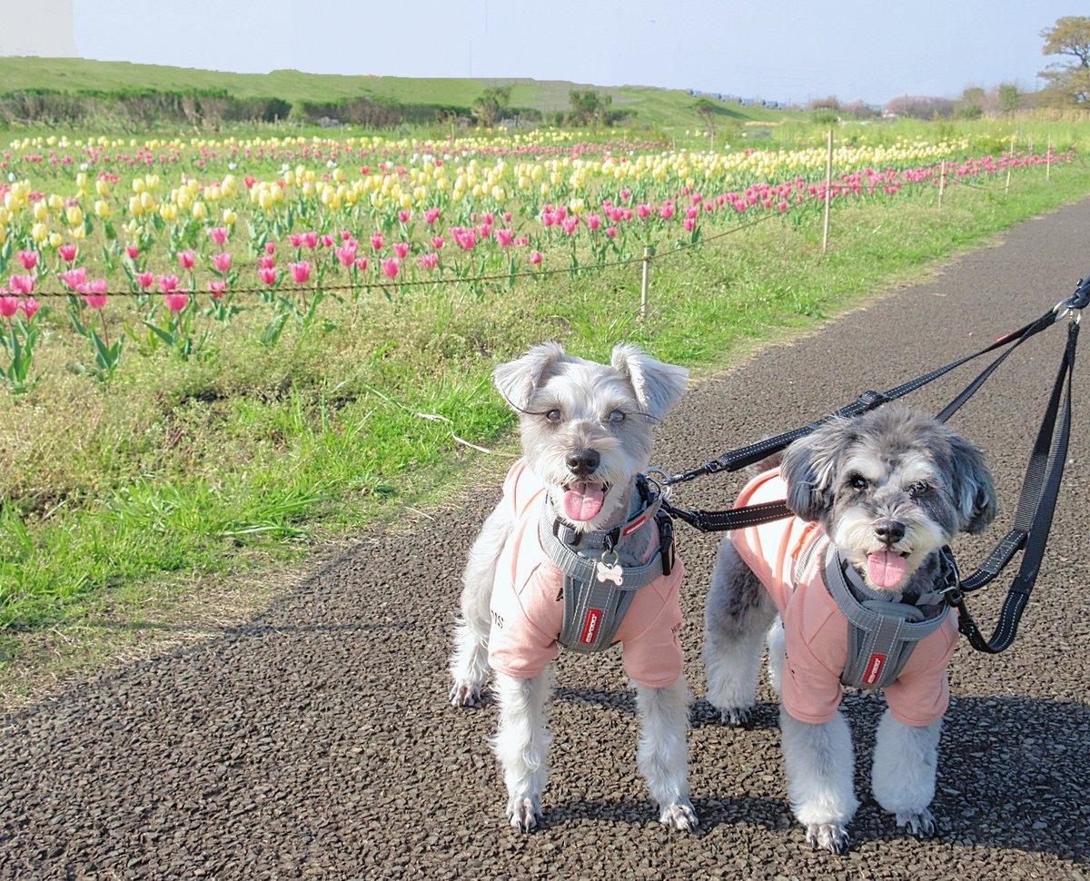 チューリップ可愛い🌷🌷🌷
#miniatureschnauzer
#ミニチュアシュナウザー
#いぬのいる暮らし
#doglover #dogoftheday