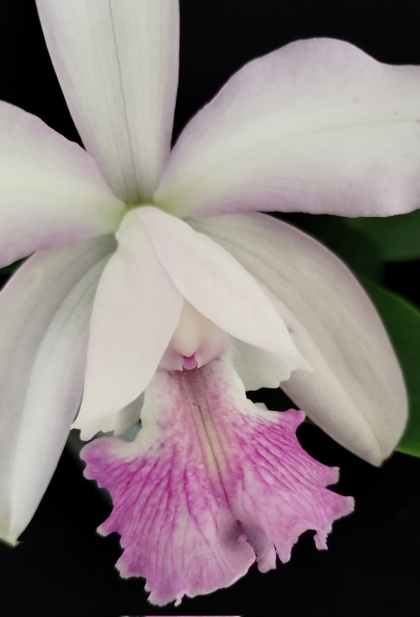 It's #NationalOrchidDay submitting C.intermedia x C. walkeriana #Cattleya #Orchid