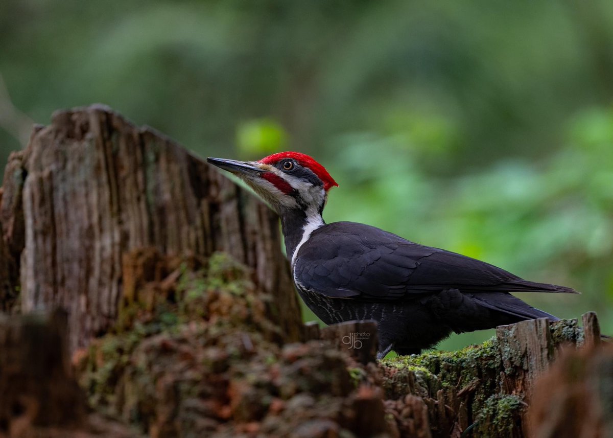 #AlphabetChallenge #WeekP P is for Pileated Woodpecker. Apr 15 #birdphotography #birdsoftwitter #BritishColumbia #NaturePhotography #nikonphotography #TwitterNaturePhotography #TwitterNatureCommunity #wildlifephotography #WingsUp