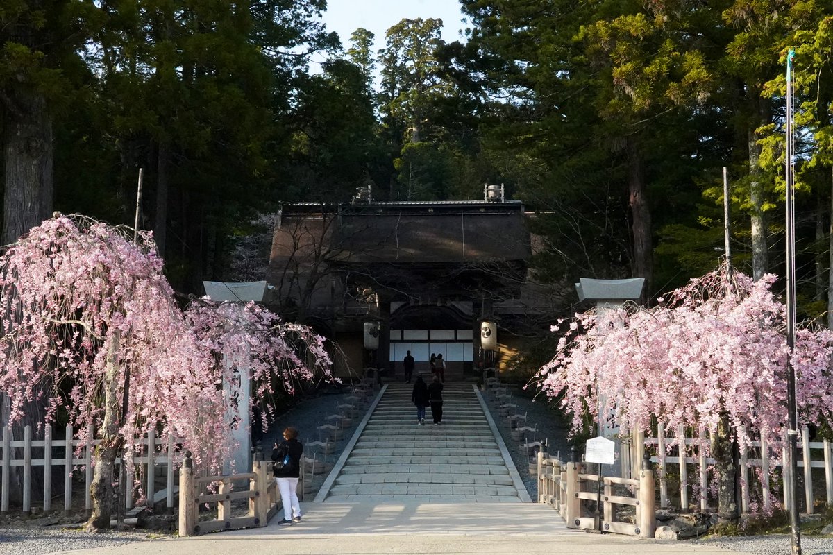 金剛峯寺前の枝垂れ桜