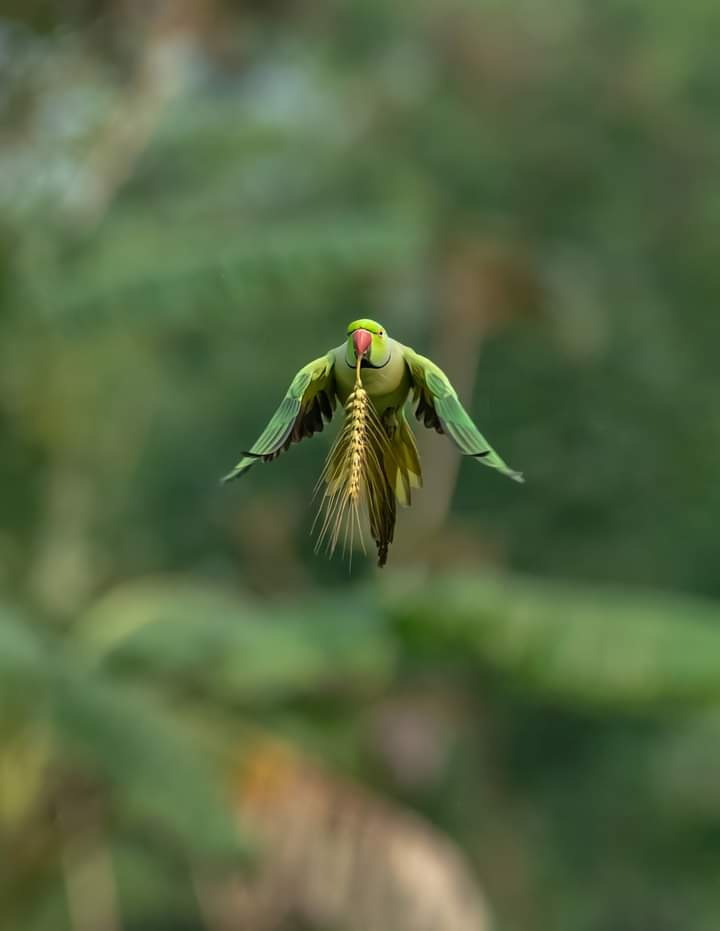 Gd mrng X World, Happy Tuesday to all of my frnds Perfect Shot Pic - National Geographic