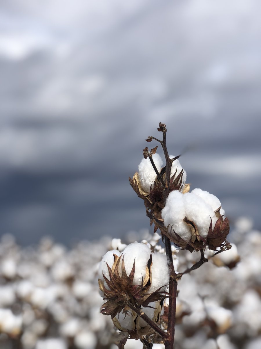 cussonsmedia's tweet photo. Celebrating the start of cotton picking season. Stay tuned for some behind the scenes content as we head into cotton territory in western New South Wales this week. 

#cotton #australiancotton #cussonsmedia #agriculture #australianag #agmedia https://t.co/pLtHEhLhRG