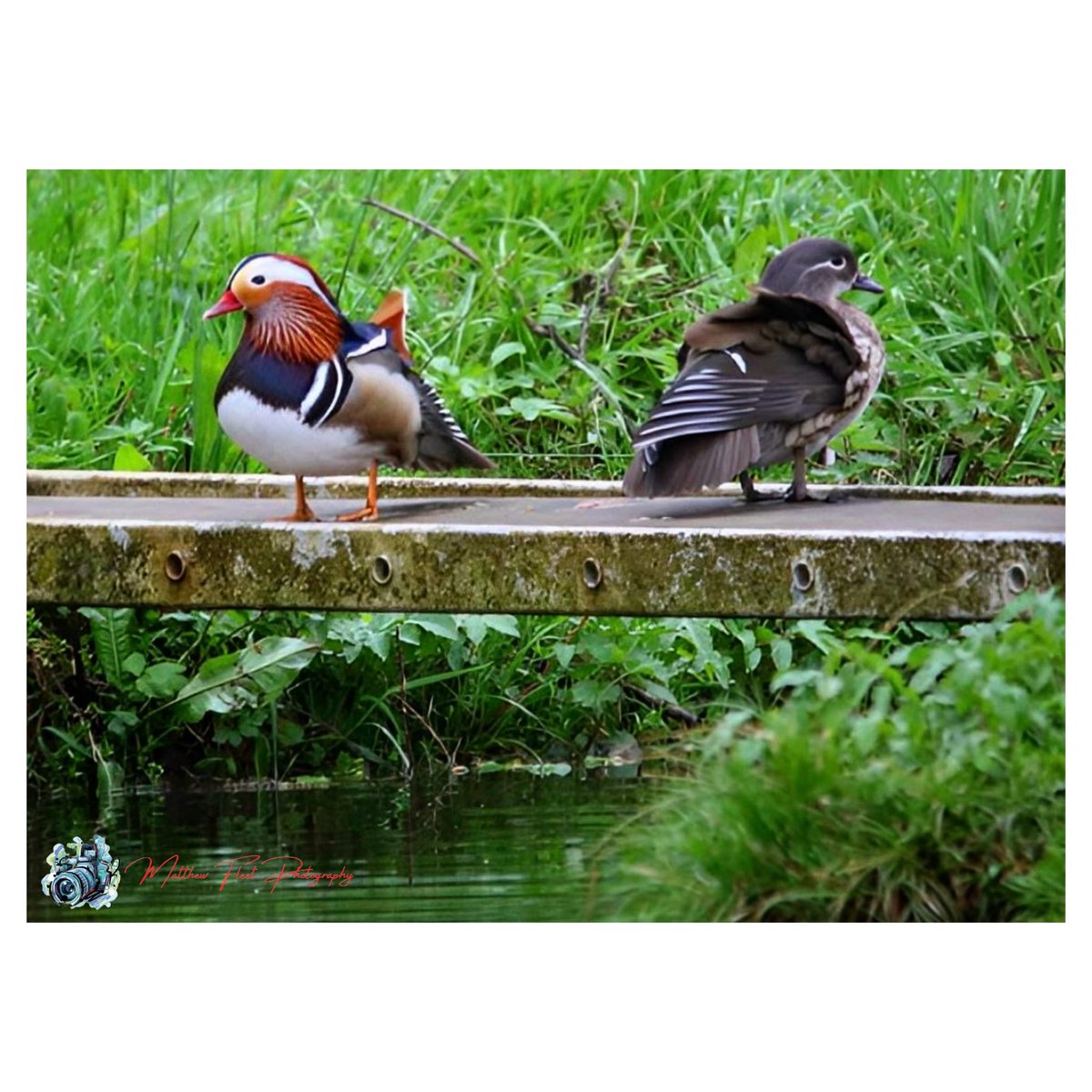 Male and Female Mandarin ducks Hartlebury, UK 🏴󠁧󠁢󠁥󠁮󠁧󠁿 #MandarinDucks #Hartlebury #Photography