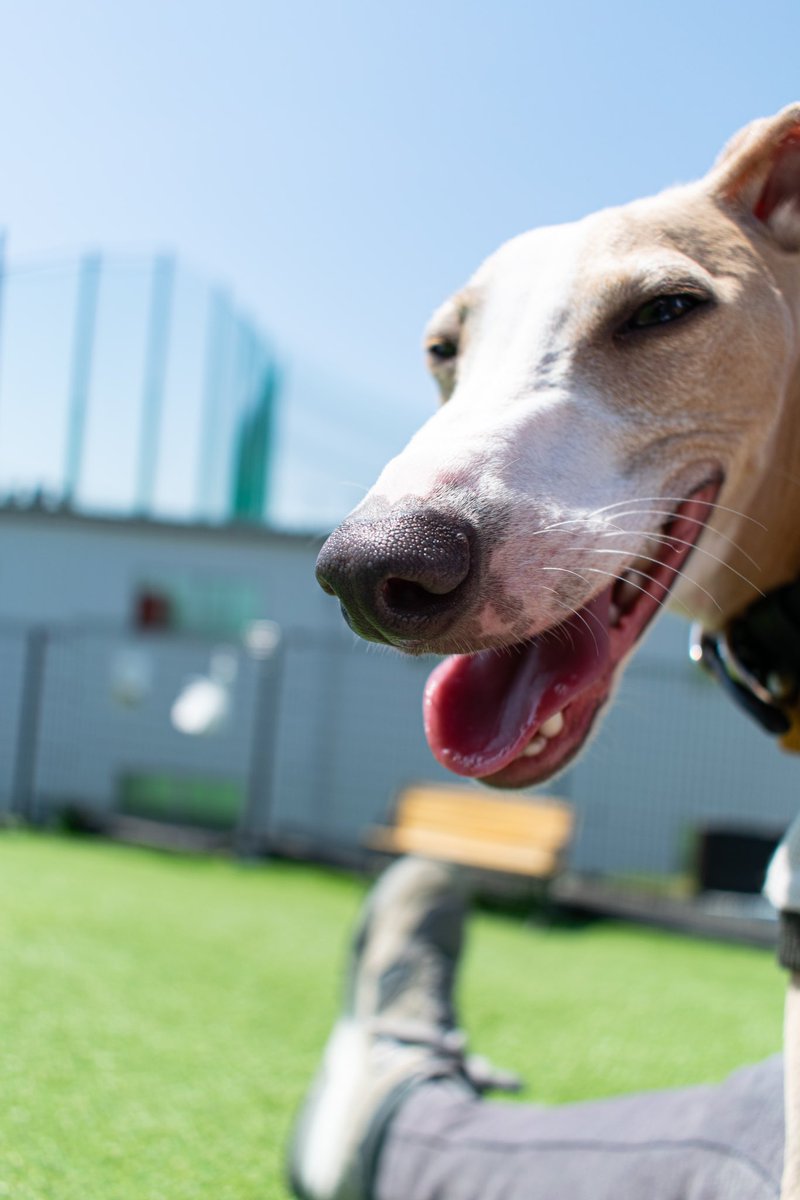 うへっ。

#italiangreyhound
#iggy
#イタグレ
#イタリアングレーハウンド
#イタリアングレイハウンド
#イタグレとの暮らし 
#いぬすたぐらむ 
#photo 
#photography 
#photogram