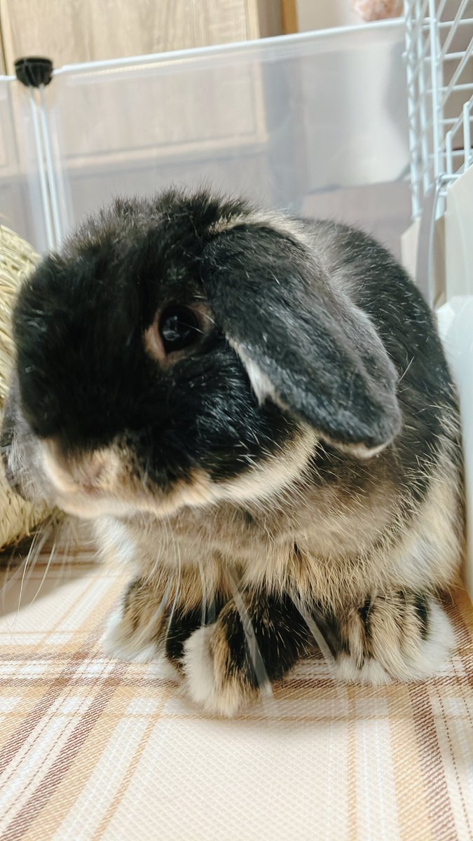 ﾖｳ

#うさぎのいる暮らし