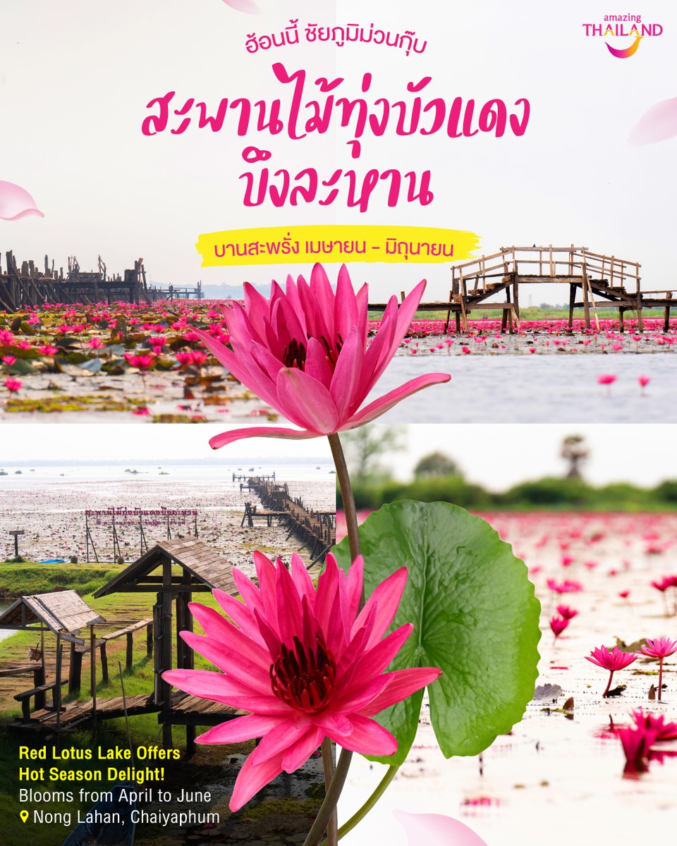 go2Thailand's tweet photo. ชัยภูมิม่วนกุ๊บ! 🪷 ทุ่งบัวแดงบึงละหาน บานสะพรั่งพร้อมต้อนรับนักท่องเที่ยวแล้ว ในเทศกาลท่องเที่ยว 'ทุ่งบัวแดง วิถีชน คนบึงละหาน' ณ สะพานไม้ทุ่งบัวแดงบึงละหาน บ้านมะเกลือ อ.จัตุรัส จ.ชัยภูมิ ตั้งแต่เดือนนี้ - มิ.ย. 2567

⏰ ช่วงเวลาที่ดอกบัวแดงบาน เวลา 06.00 - 10.00 น.
📍ปักหมุด GPS: https://t.co/hSMrrtXcCX
☎️ กลุ่มท่องเที่ยวบึงละหาน โทร. 098-965-7527

#AmazingThailand
#อีสานไปไสกะแซ่บ
#ฮ้อนนี้ชัยภูมิม่วนกุ๊บ