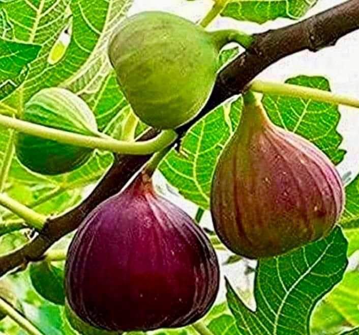 rastrvadi_4's tweet photo. नाम वही बता सकता है जो गाँव रहा होगा ? https://t.co/qG4sPys5D3