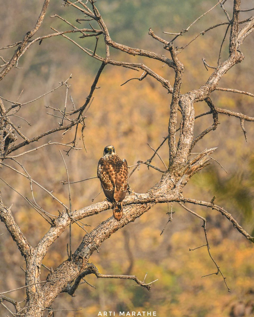 Crested Serpent-Eagle #IndiAves #ThePhotoHour #BBCWildlifePOTD #natgeoindia #nikon #birdphotogaphy #wildlifephotography #birdwatching #nature