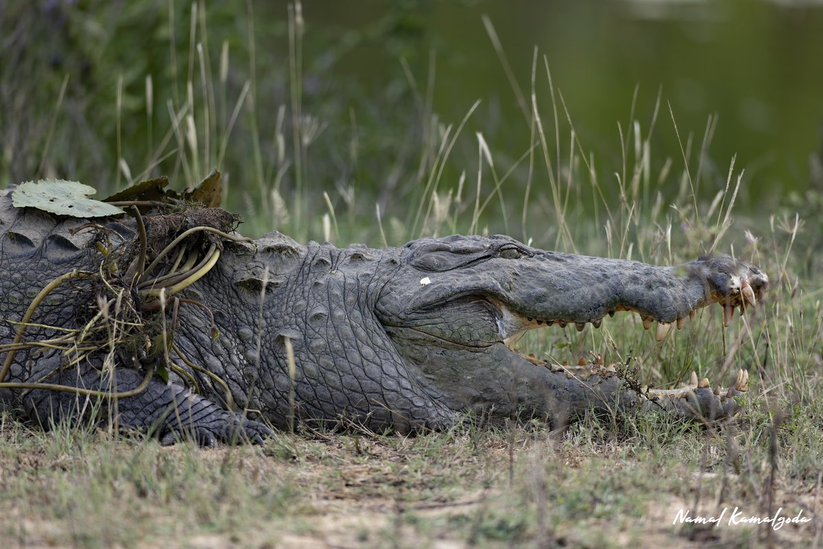 Mugger Crocodile trying out the latest fashion. 

#srilanka #travel #srilankansafari #kumana #WildlifePhotography #crocodile #muggercrocodile #natgeoyourshot #natgeowild #canonwildlife #natgeo #nature #safari #wild #BBCwildlifePOTD #yourshotphotographer #bbcwildlifemagazine
