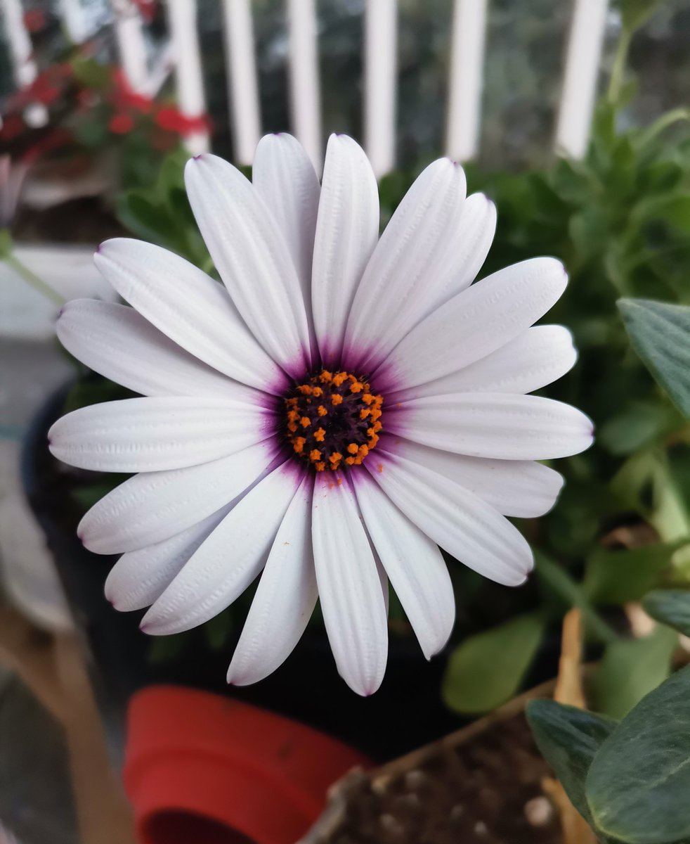 “Çiçekler açar elbet, mühim olan beklemektir.”
 (Küçük Prens)
#günaydın #salı