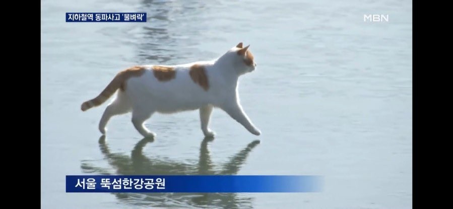 치케+ tweet media