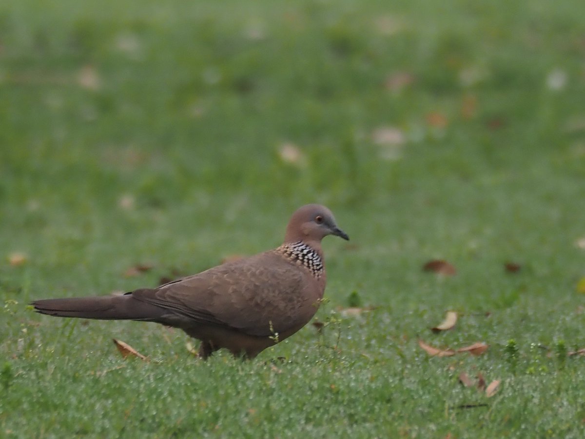 ＃カノコバト　＃鹿子鳩　＃SpottedDove
#野鳥 #野鳥観察 #BirdChina