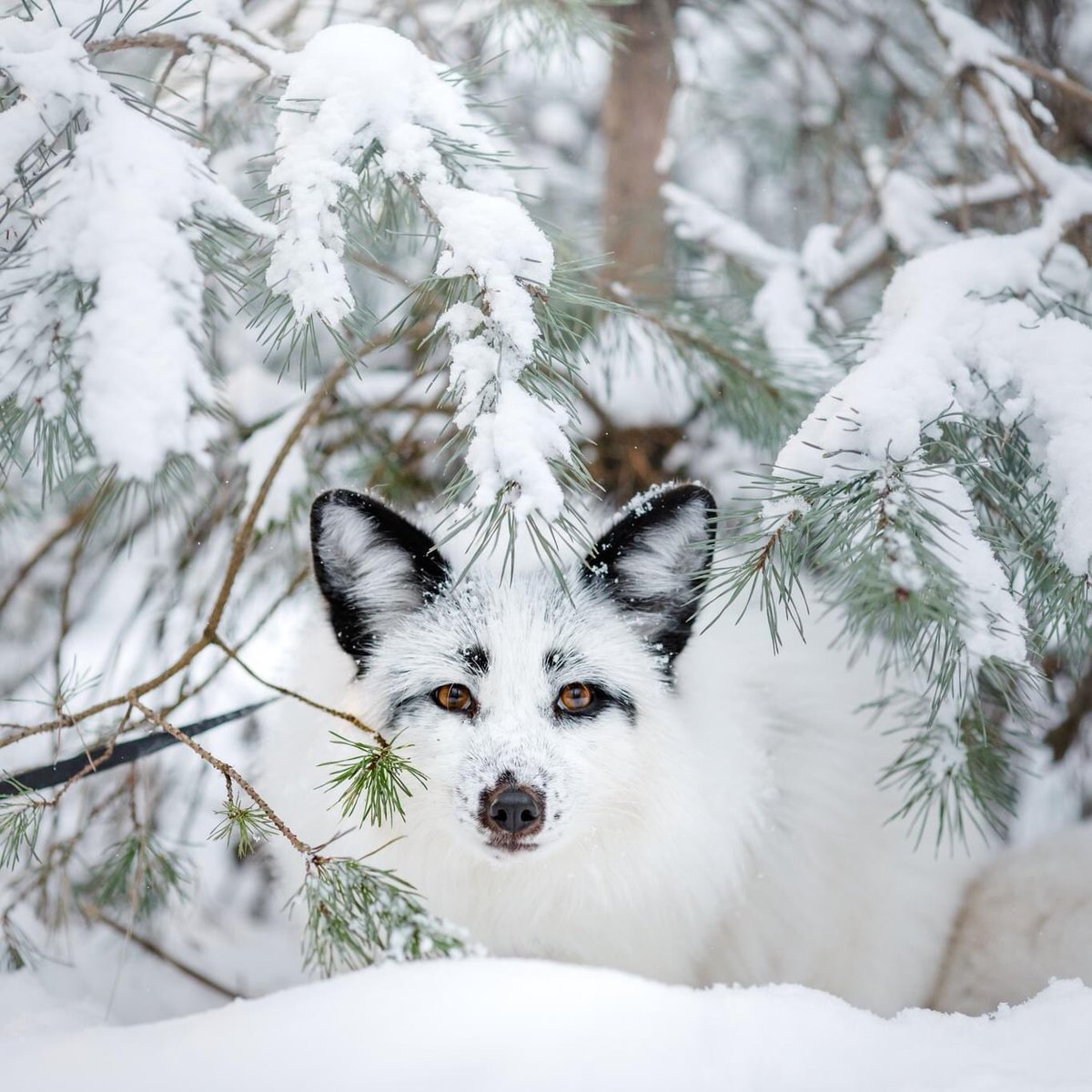 Good Morning ❤️😎 [Credit: Anna ] #StaySafe #TuesdayFeeling #TuesdayMorning #WhiteFox