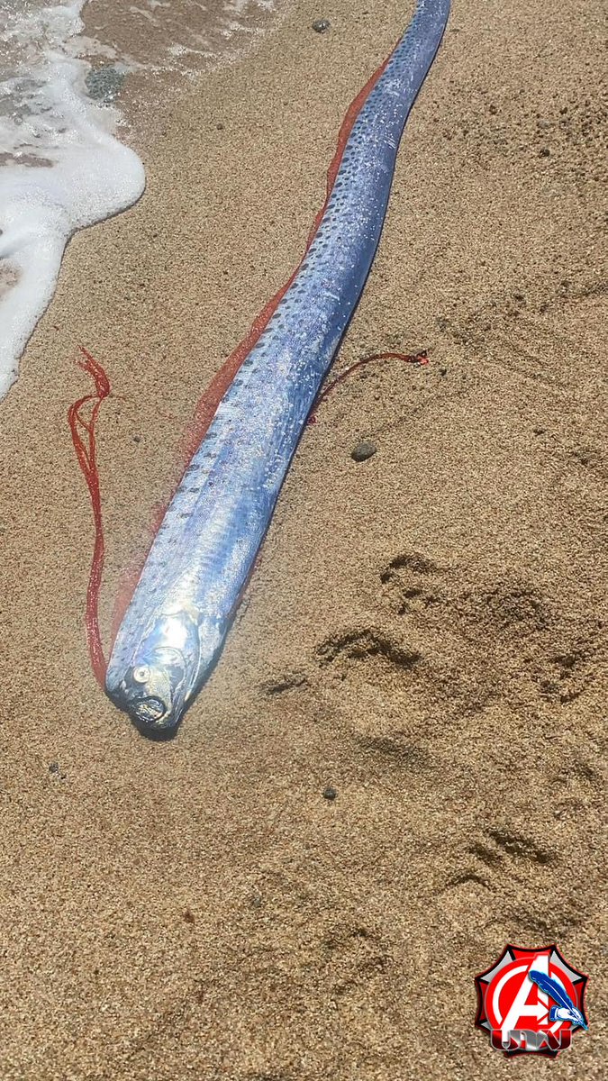 AlertaMundialRT's tweet photo. Apareció un "Pez remo" en baja California #eeuu2024 #PezRemo #Real #terremoto 😱🌏 https://t.co/iW2L9dSv2h
