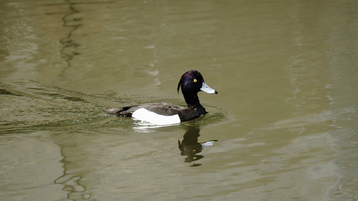 キンクロハジロがまだいます。 #tuftedduck #野鳥 #bird #a057 #鹿児島 #kagoshima