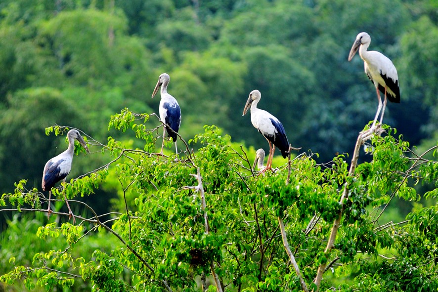 halong_vietnam_'s tweet image. Thung Nham Bird Garden is a serene and peaceful place in Ninh Binh, Vietnam, and a perfect spot for bird watching.
Website: travelauthenticasia.com
halongvietnamtours.com
#travelauthenticasia #southeastasiatrip #beautifuldestinations #ninhbinh #watchingbird
