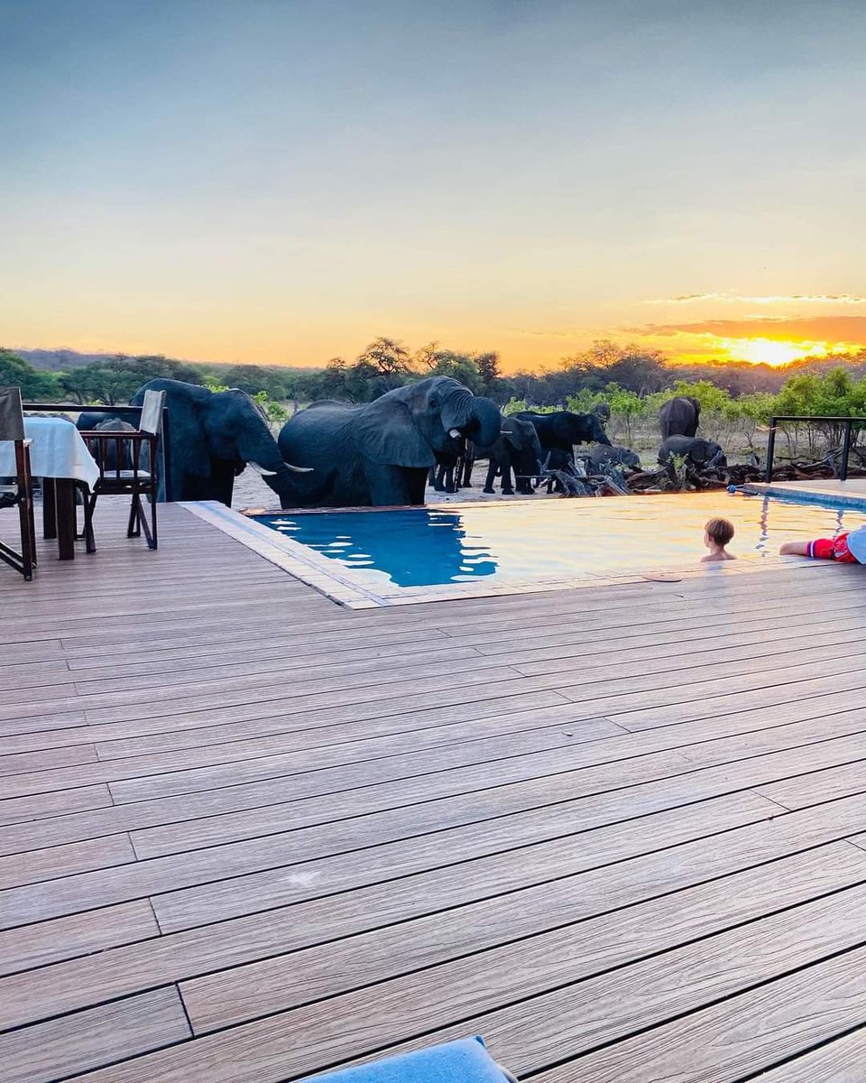 📌We highly advise you to book a Safari vacation with us this year, and you will definitely have a great time🇿🇼 💠Our Hwange Royal Package goes for $580 inclusive of lunch, dinner, bed, and breakfast for 2 nights, all for 2 nights and animals will come to you for your…