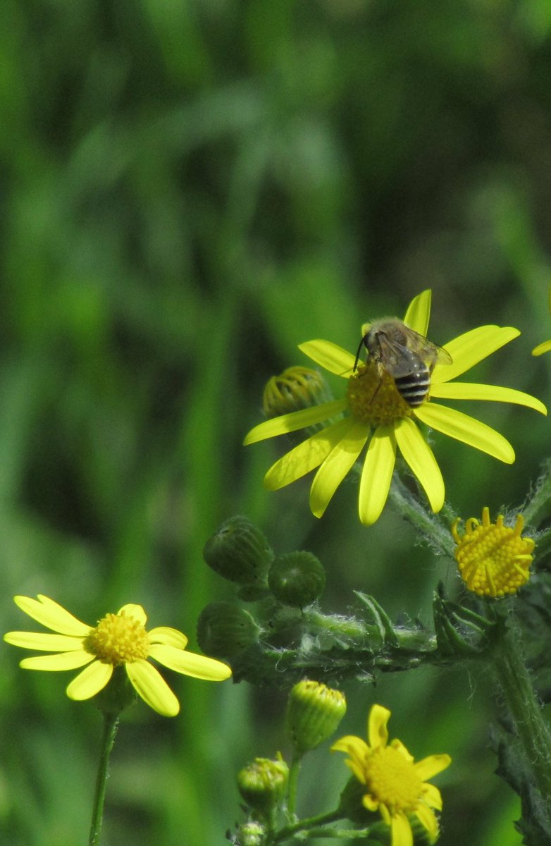 An little drop of joy 🙂✌️
#photography #naturelovers #flowersphoto #SaveTheBees