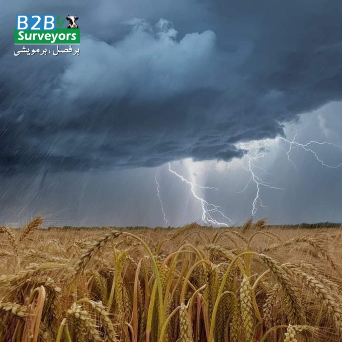 The wheat production target of 32.2 million tons set for Rabi 2023/24 is at high risk due to ongoing rainfall, which has delayed the harvest & damaged standing crops.

Ministry of National Food Security & Research (MNFS&R)

#agriculturegrowth #rainfallimpact #foodsecurity