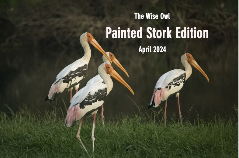 Flip through Painted Stork Edition of The Wise Owl (April 2024). The rustle of the pages as you flip through is music to the ears. publuu.com/flip-book/2738…