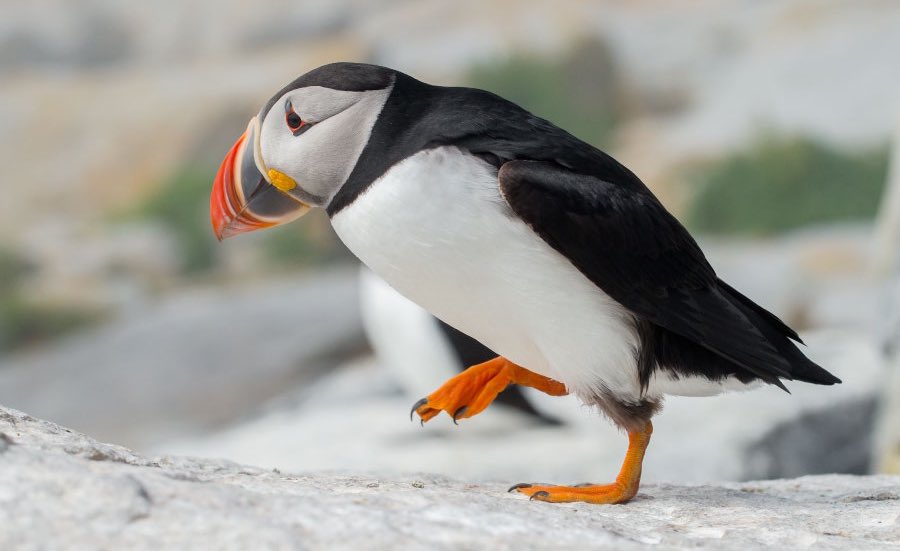 Auks

•Order: Charadriiformes
•Family: Alcidae
Auks are a family of seabirds. The family includes several bird groups, including puffins, guillemots and murres. Auks are good swimmers; their short wings help them to “fly” through the water as well as in the air.