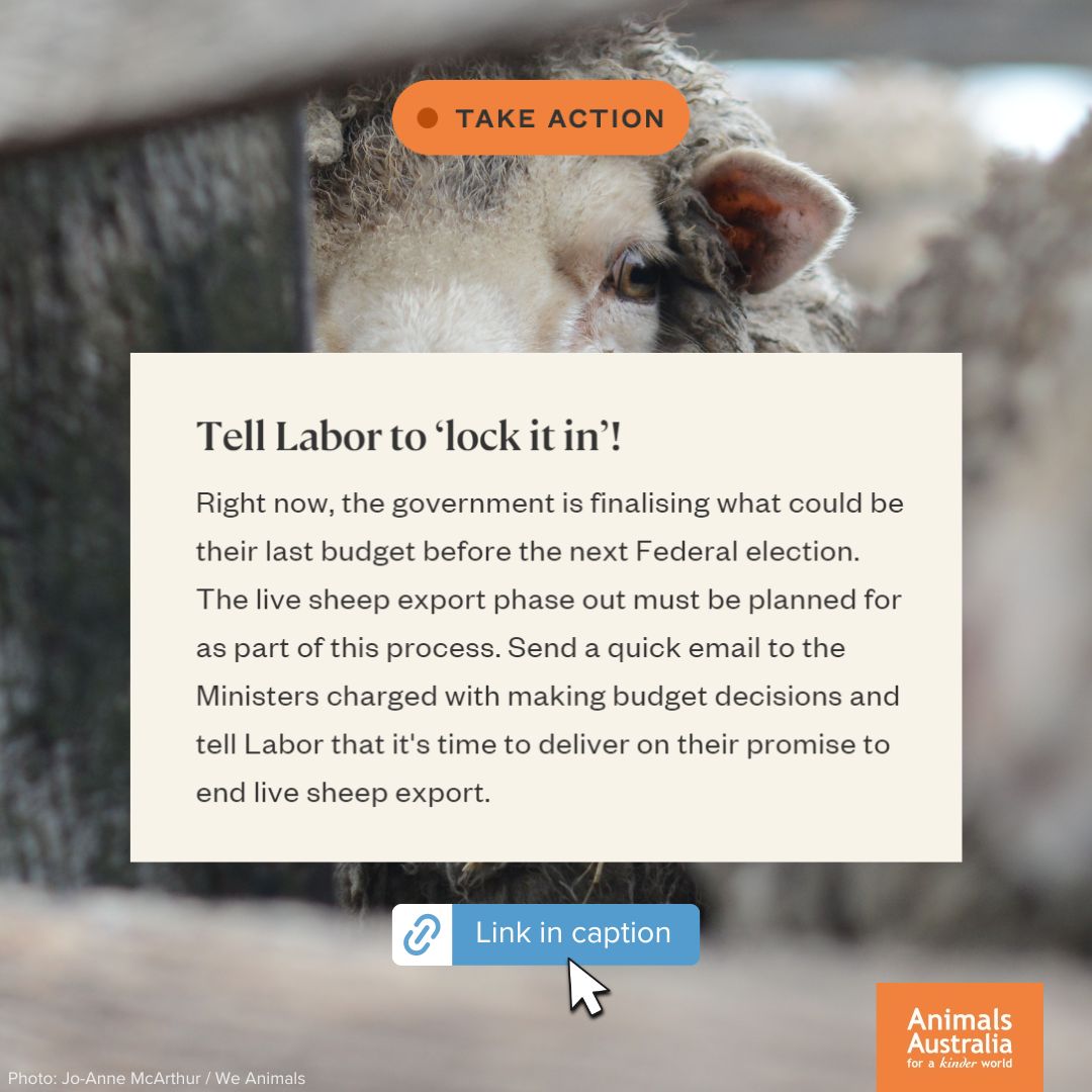 Tell Labor, enough is enough: animalsaus.co/3PW6rE9